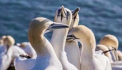 开云娱乐-羽毛球世青赛中国队力保团体冠军,羽毛球世青赛冠军名单