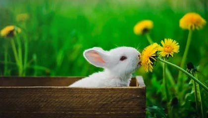 开云体育中国官方网站-德甲球队采用脑电反馈技术提升比赛专注力，脑电反馈训练是伪科学吗